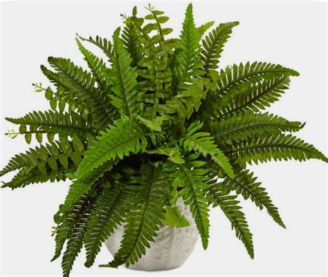 The ferns have many small, tightly wound green baby fronds mixed with stems of mature unfurled fronds. 15 Idea Pokok Hiasan Tiruan Menyerikan Kediaman