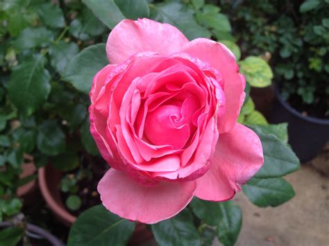 Queen Elizabeth Grandiflora Rose Long Live The Queen Valentine