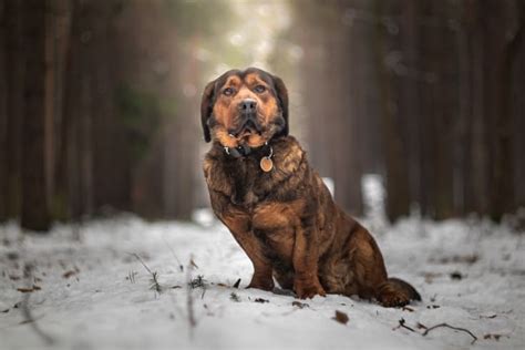 5 Austrian Dog Breeds With Pictures Breeds Originating In Austria