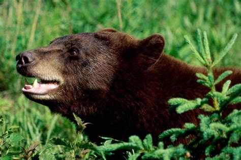 Explore an array of black bear wilderness area vacation rentals, including houses, apartment and condo rentals & more bookable online. Can You Survive The North American Wilderness? | North ...