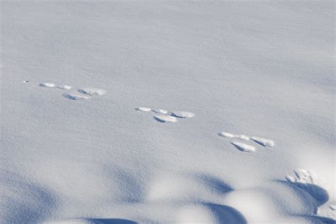 Dsc0582 Snowshoe Hare Tracks Havemorecake Flickr