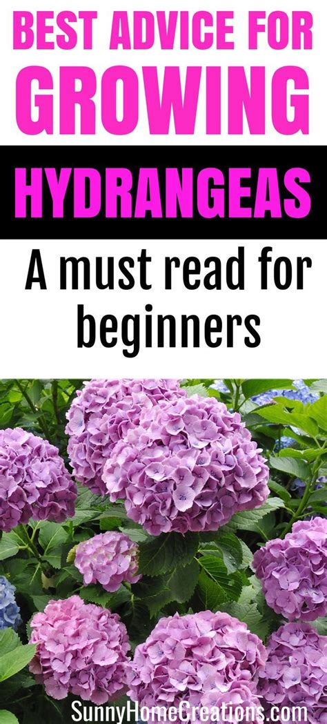 Hydrangea Care And Growing Tips Growing Hydrangeas Hydrangea Care