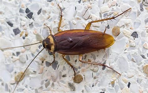 Cockroach Identification In Las Vegas Nv And Dallas Tx Evolve Pest Control