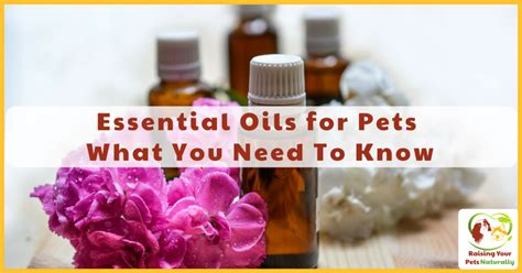 Essential Oils For Dogs Cats And Pets An Interview With Isla Fishburn