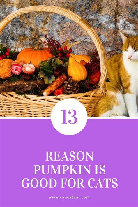 Cats in the wild however have to hunt for their food. can cats eat pumpkin with diarrhea. you could add pumpkins ...
