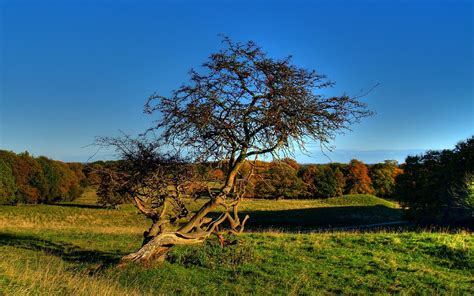 Autumn Trees Hdr Free Photo Download Freeimages