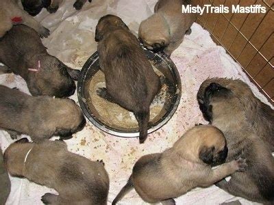 How often should take outside a 6 week old puppy? Protein vitamins for muscle, how much should puppies eat ...