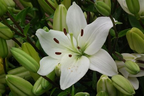 Check spelling or type a new query. white oriental lily - Google Search | Oriental lily, May ...