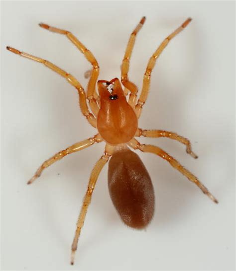 Spider Dysdera Crocata Bugguidenet