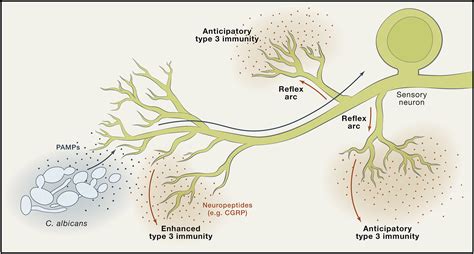 Sensory Neurons Drive Anticipatory Immunity Cell