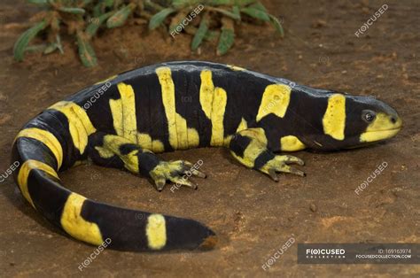 Texas Barred Tiger Salamander Closeup Black Stock Photo