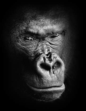 They combine black and white in a continuum producing a range of shades of gray. Black And White High Contrast Animal Portrait Of A Pensive ...