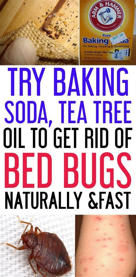 How To Get Rid Of Bed Bugs Using These Natural Ingredients You Need To