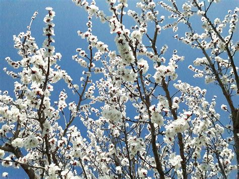 Apricot Trees In Bloom Yerevan Armenia Pics