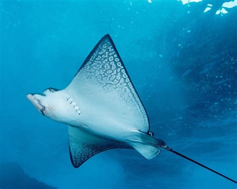 Ucapkan terima kasih pada pemilik gambar. Koleksi Gambar Kartun Hidupan Laut | Phontekno