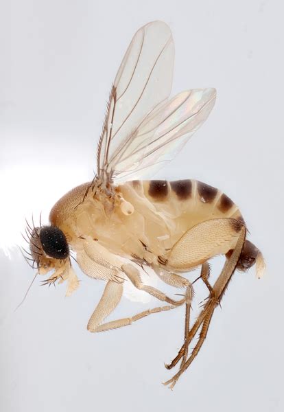 Phorid Flies Nc State Extension Publications