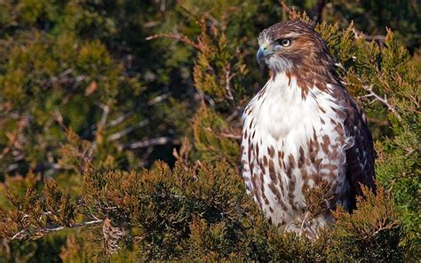 Red Tailed Hawk Wallpapers Wallpaper Cave