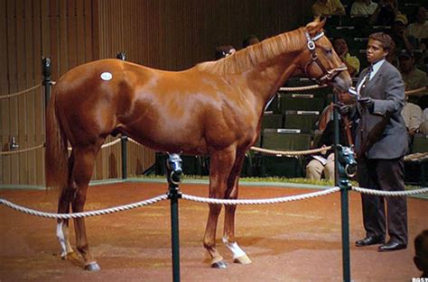 The 10 Most Expensive Racehorses Ever Sold At Auction Thestreet