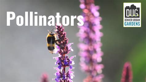 Why You Need Pollinators And How To Attract Them This Season Youtube