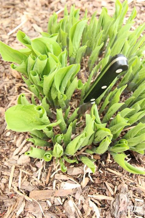 The Easiest Way To Divide Hostas And Transplanting Tips Setting For
