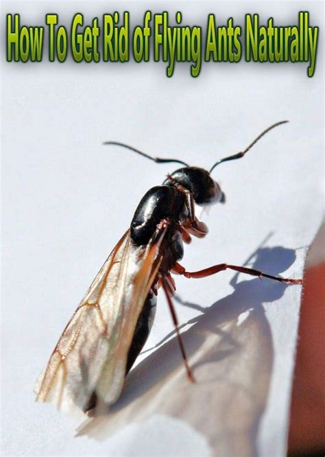How To Get Rid Of Flying Ants Naturally Flying Ants Get Rid Of Flies