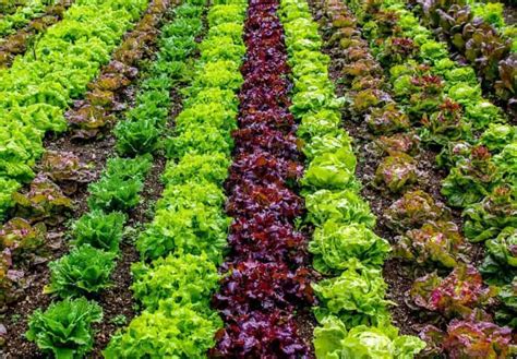 Organic Vegetable Farming In Usa How To Start And Top Production States