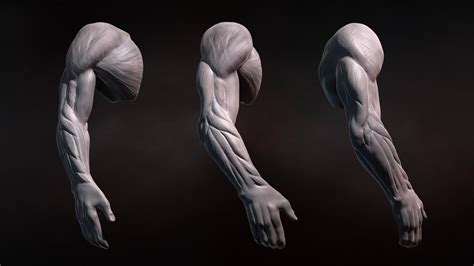 Zbrush Tutorial Sculpting Human Arms In Zbrush Youtube