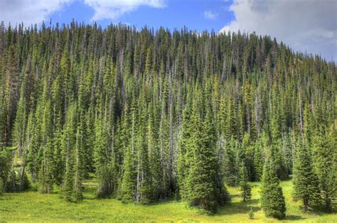 4 Main Types Of Pine Trees In Washington State Progardentips