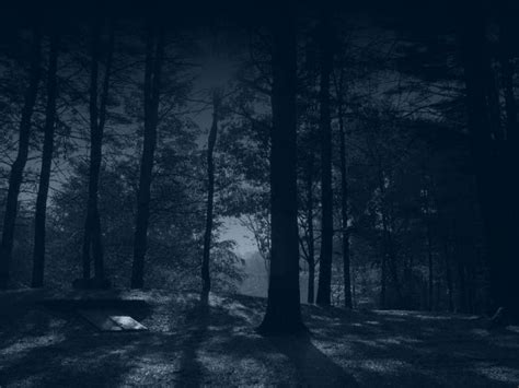 Dark Woods Night Darkness Woods Hd Wallpaper Pxfuel