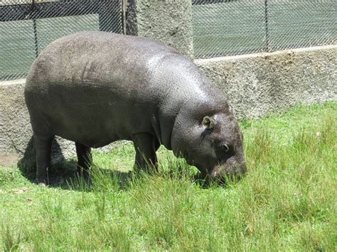 Pygmy Hippo Ba Zoo Zoochat