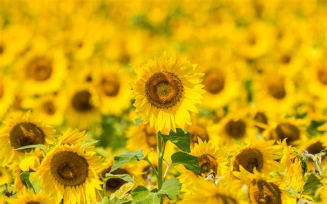 Download Wallpaper 3840x2400 Sunflowers Flowers Yellow