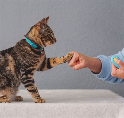 Cat Schools Cat Training Tools