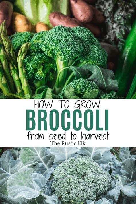How To Grow Broccoli Growing Broccoli Harvesting Broccoli Broccoli