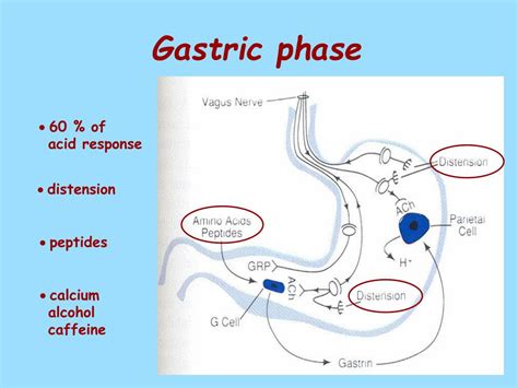 Ppt Gastrointestinal Function Secretion Regulation Powerpoint
