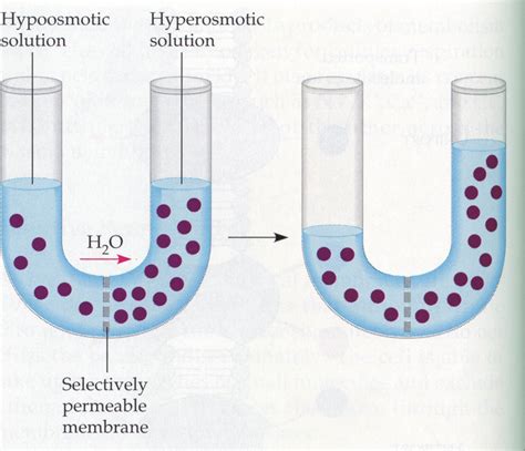 Que Es Osmosis En Biologia