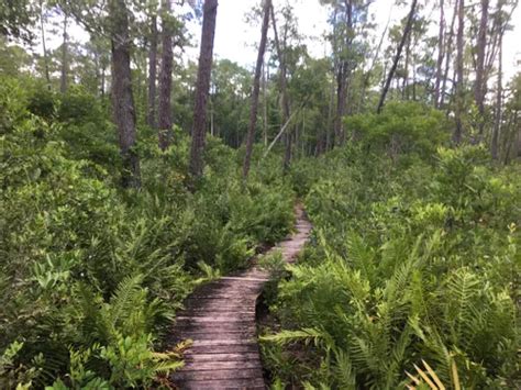 10 Best Hikes And Trails In Ocala National Forest Alltrails