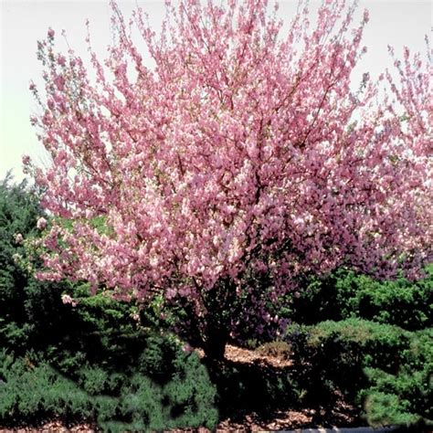 Prunus Serrulata Kwanzan Flowering Cherry Siteone