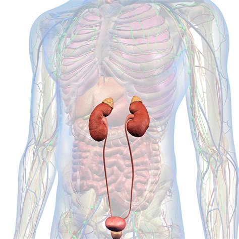 Reuters is one of the largest news agencies in the world. Kidneys And Ureters Isolated In Male Photograph by Hank Grebe