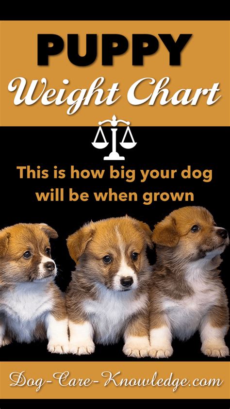 Do you have a newborn puppy weight chart? Puppy Weight Chart: This is How Big Your Dog Will Be