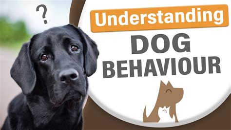 Understanding Dog Behaviour Youtube