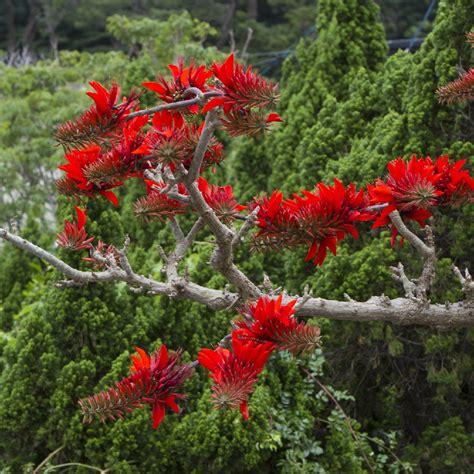 Indian Coral Tree Erythrina Variegata Picturethis