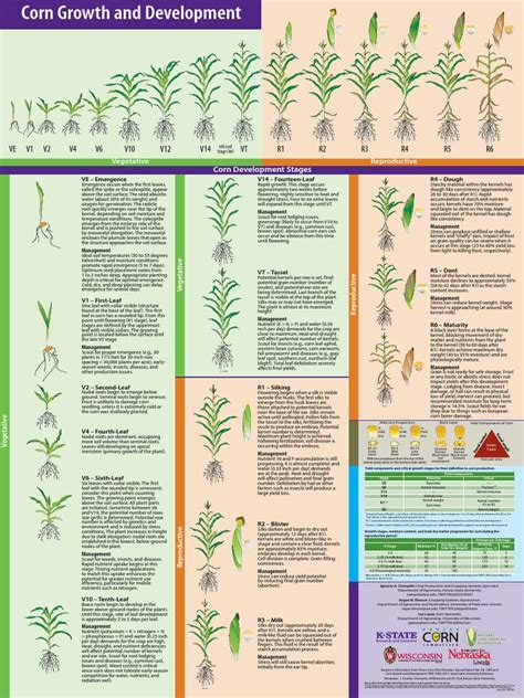 Corn Growth And Development Poster Seed Maize