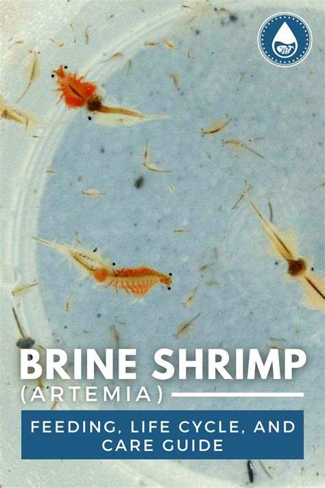 Brine Shrimp Artemia Feeding Life Cycle And Care Guide