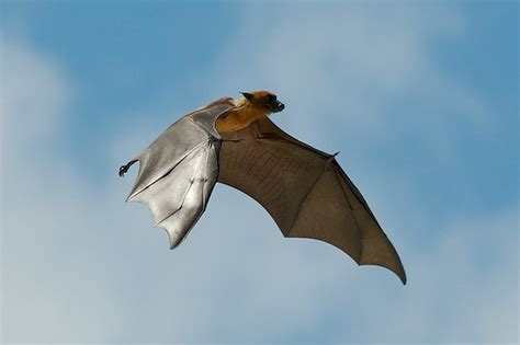 Fruit Bat Flying Fox Maldives A Photo On Flickriver