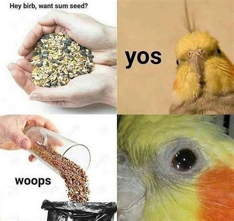 Pin By Memesbams On Memes Birb Memes Animal Memes Bird
