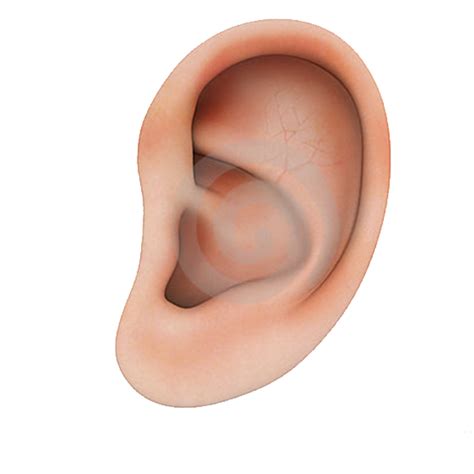 Ear Png Image With Transparent Background Png Arts Images And Photos Finder
