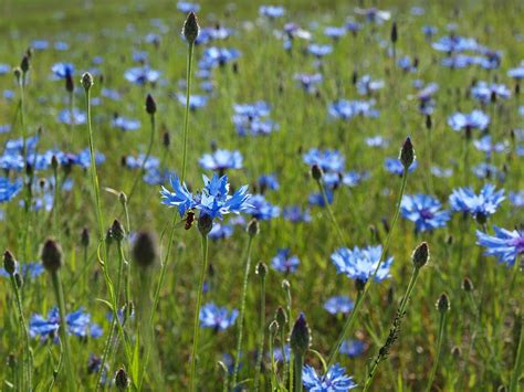 Best Time To See Blue Cornflower Bloom In Estonia 2022 Roveme