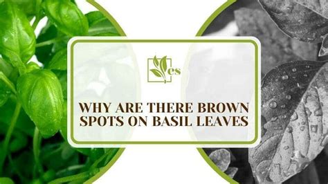 Why Are There Brown Spots On Basil Leaves Causes And Fixes Evergreen
