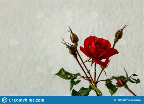 A Single Red Rose Flower Blooming Stock Image Image Of Abstract