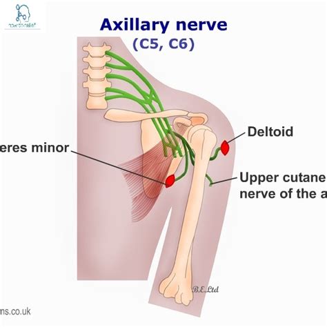 Axillary Nerve Course Motor Sensory And Common Injuries How To Relief